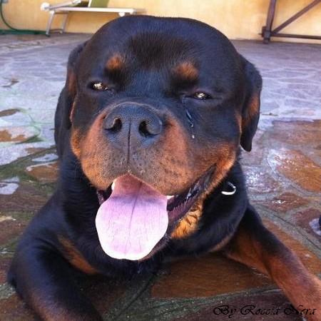 Arko - Roccia Nera